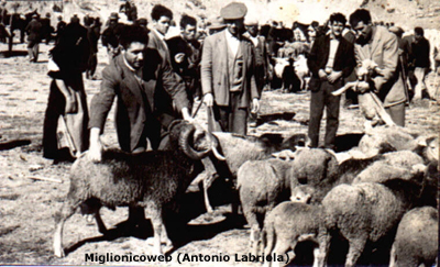 Un momento dell'acquisto di bestiame in un fiera del lontano passato. Si riconoscono: Antonio Rago, Emanuele Canterino, Antonio Canterino, ecc.