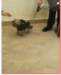 san_francesco_di_paola_benedizione_degli_animali_1701216_small.jpg